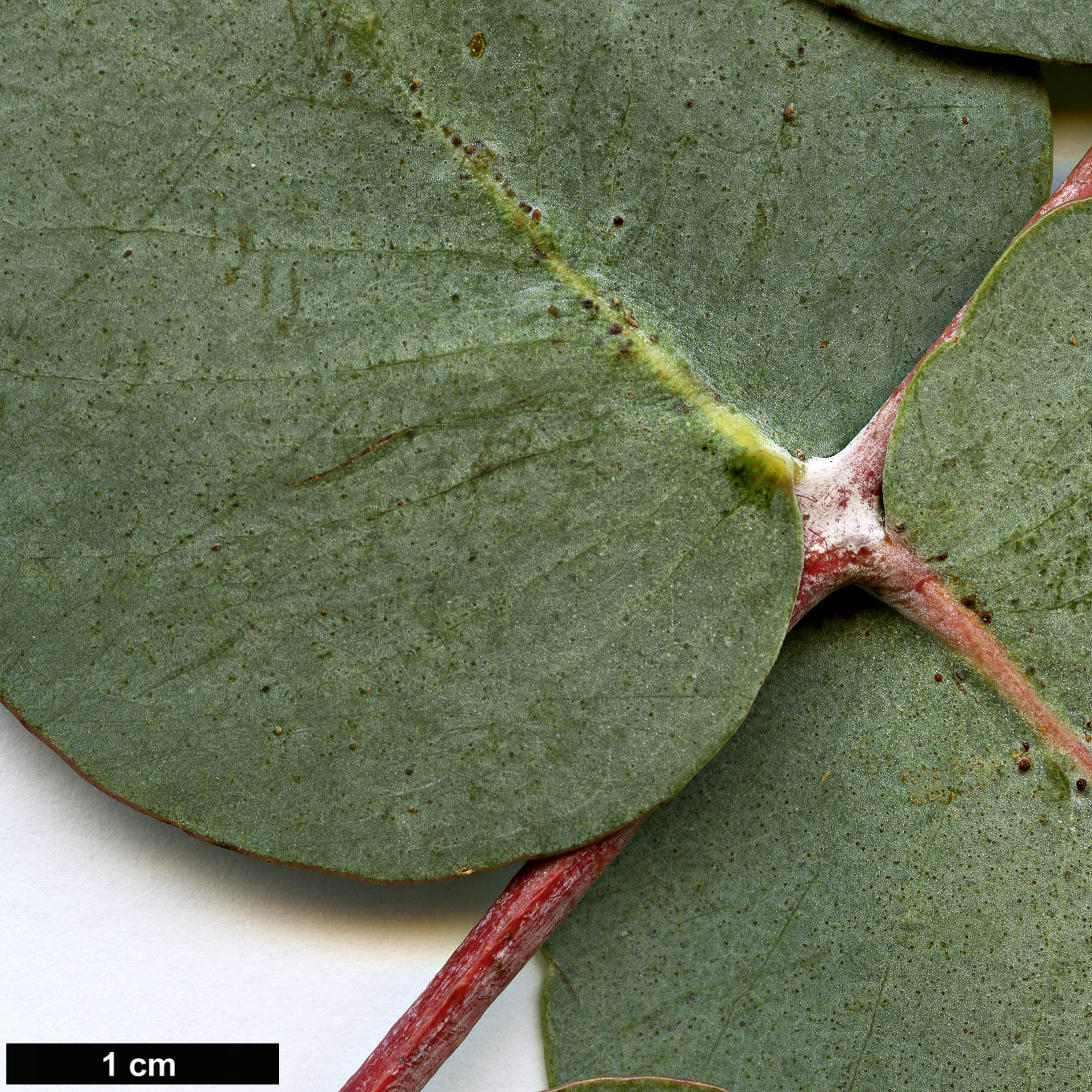 High resolution image: Family: Myrtaceae - Genus: Eucalyptus - Taxon: goniocalyx